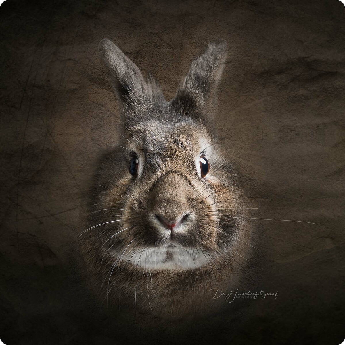 Fine-art-close-up portret van een bruin konijn. Het konijn kijkt recht in de lens van De Huisdierfotograaf Karen Ketels. De tint van haar vacht is helemaal assortie met het decor