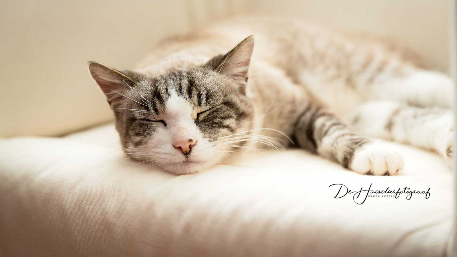 Portret van een zalig slapende kat. Hij ligt met zijn neus op een kussen en geniet volop. Portret door de Huisdierfotograaf Karen Ketels