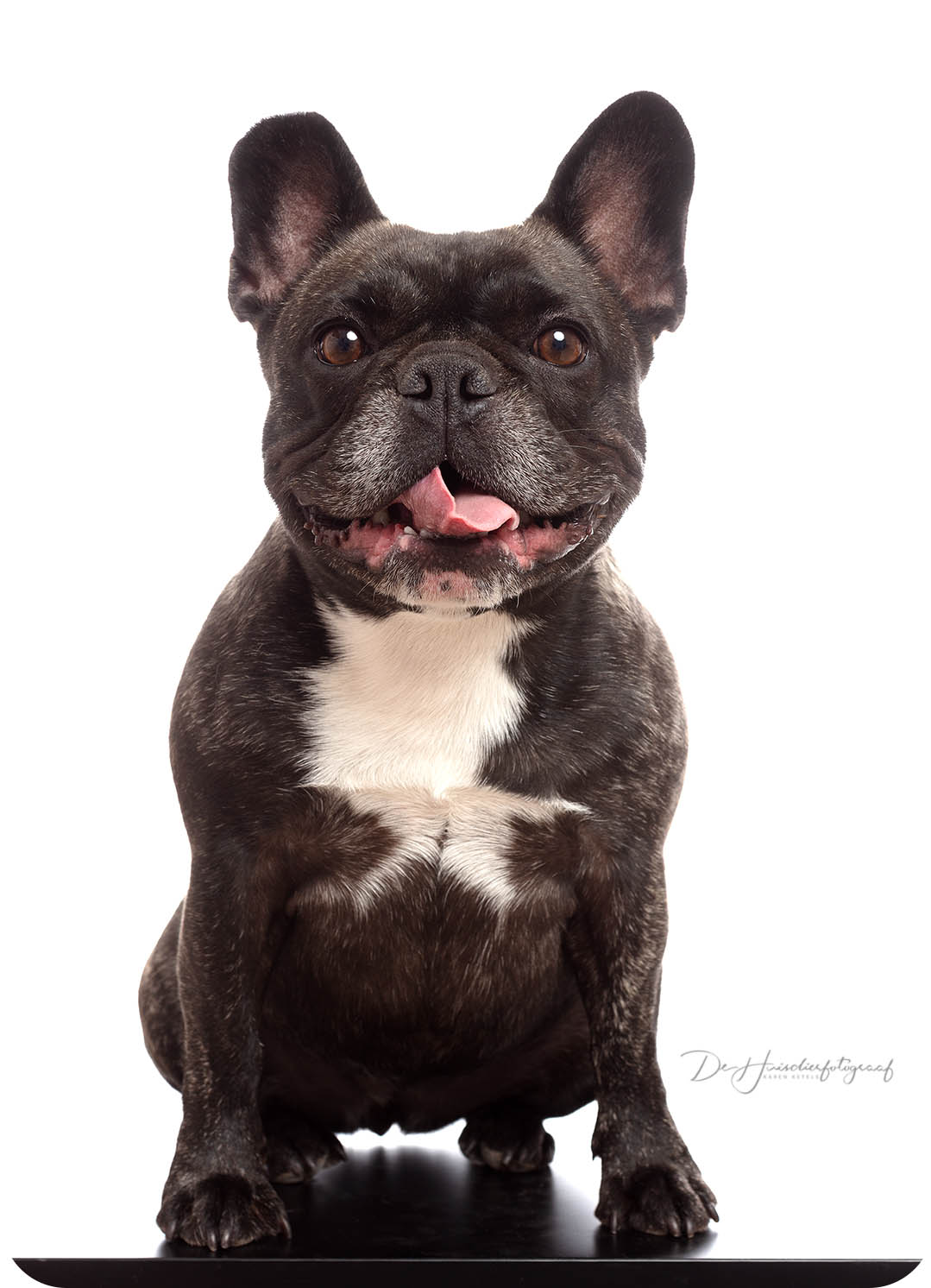 Portet van jouw hond; vrolijke Franse Bulldog door De Huisdierfotograaf
