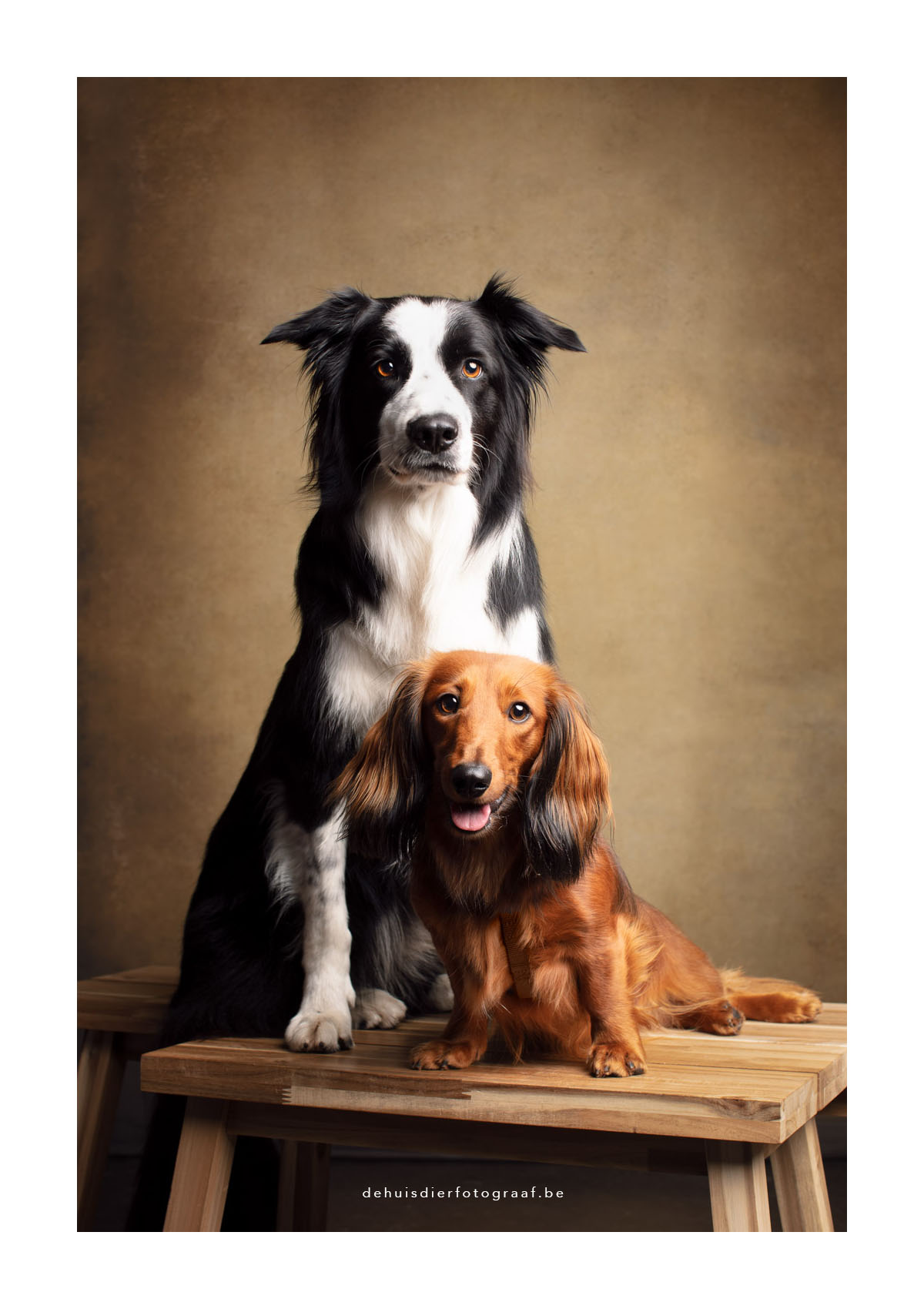 Studio portret van een duo honden, een border collie en een langharige teckel door De Huisdierfotograaf