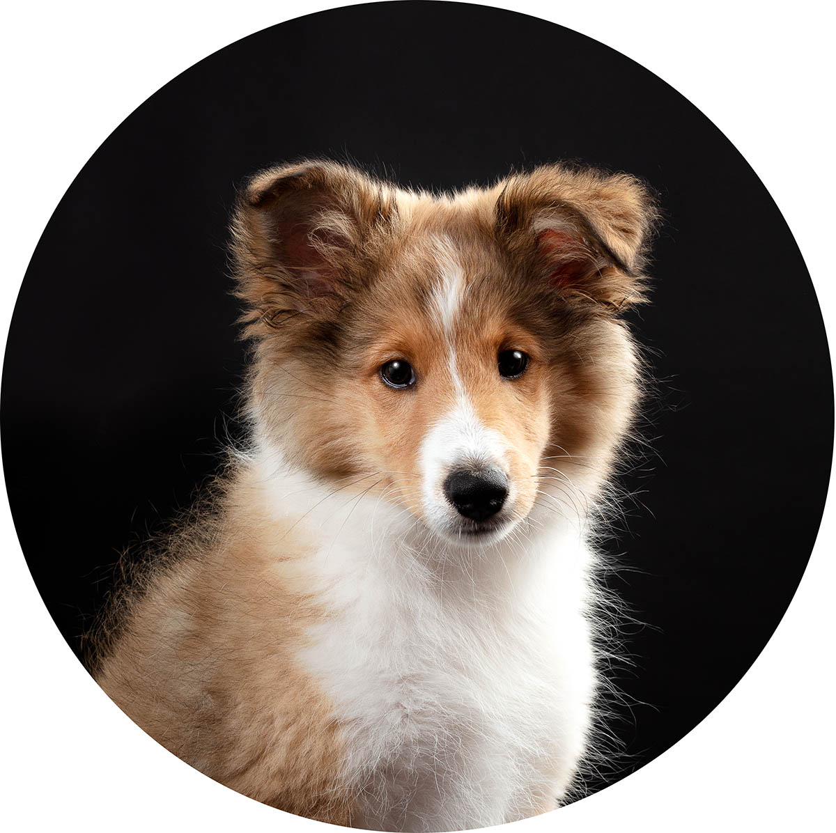 Studio portret van een Shelti puppy door De Huisdierfotograaf