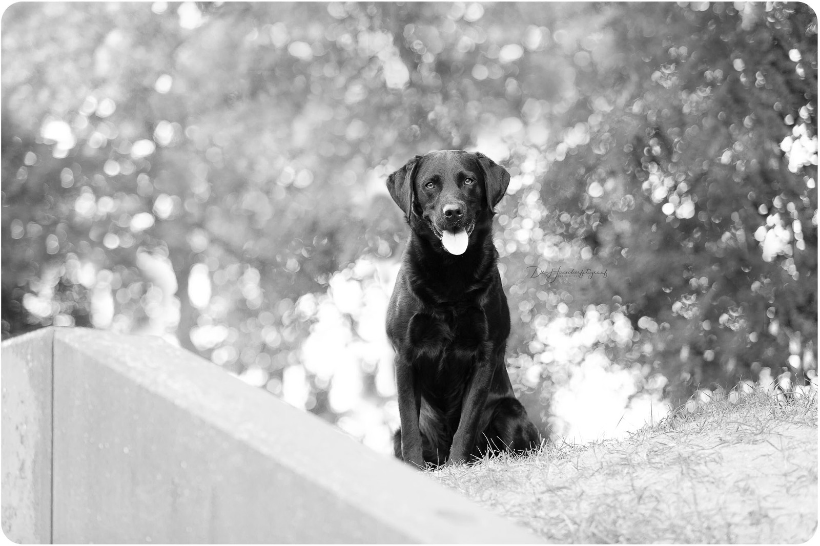 Zwart-wit-portret van een zwarte labrador door De Huisdierfotograaf