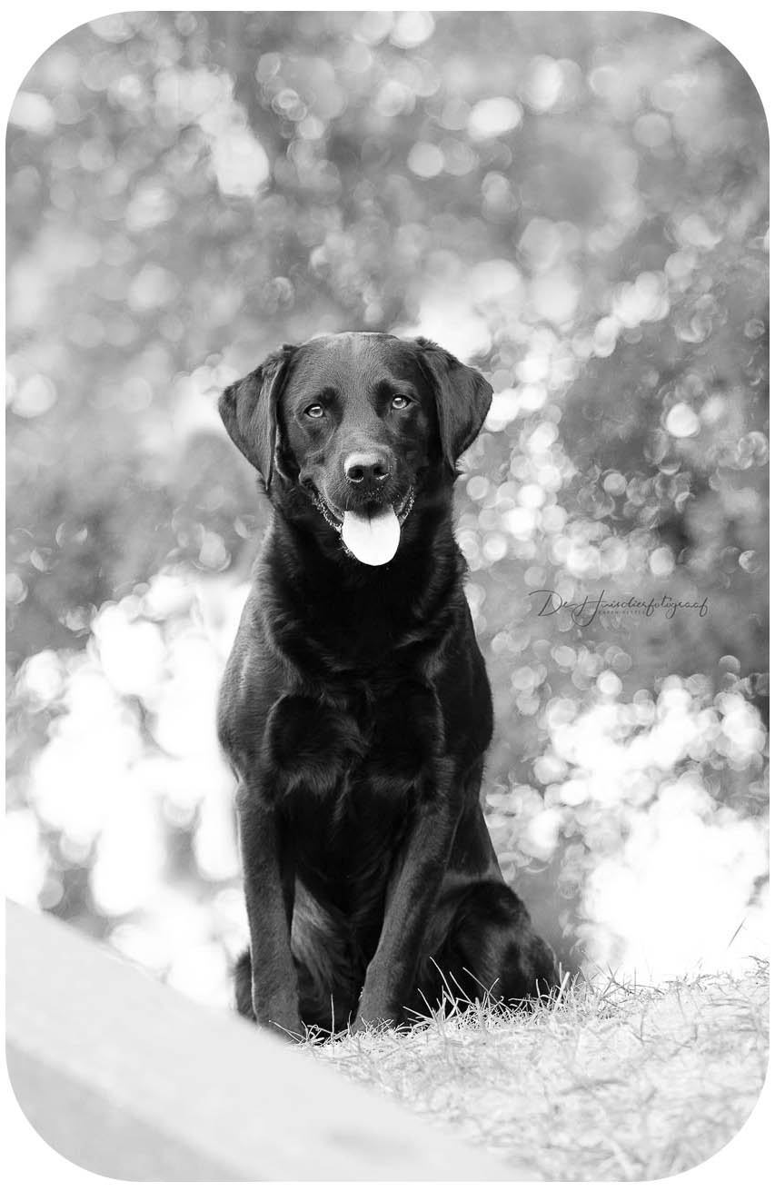 Zwart-wit-portret labrador door De Huisdierfotograaf