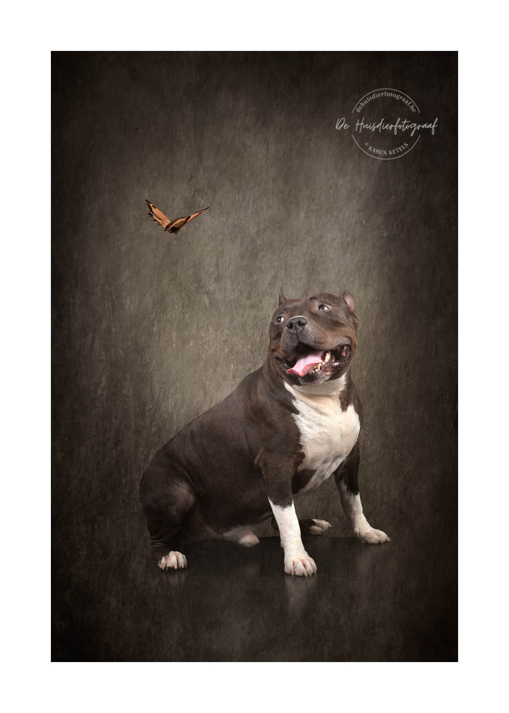 American Bull in de fotostudio voor een fine-art-portret bij De Huisdierfotograaf