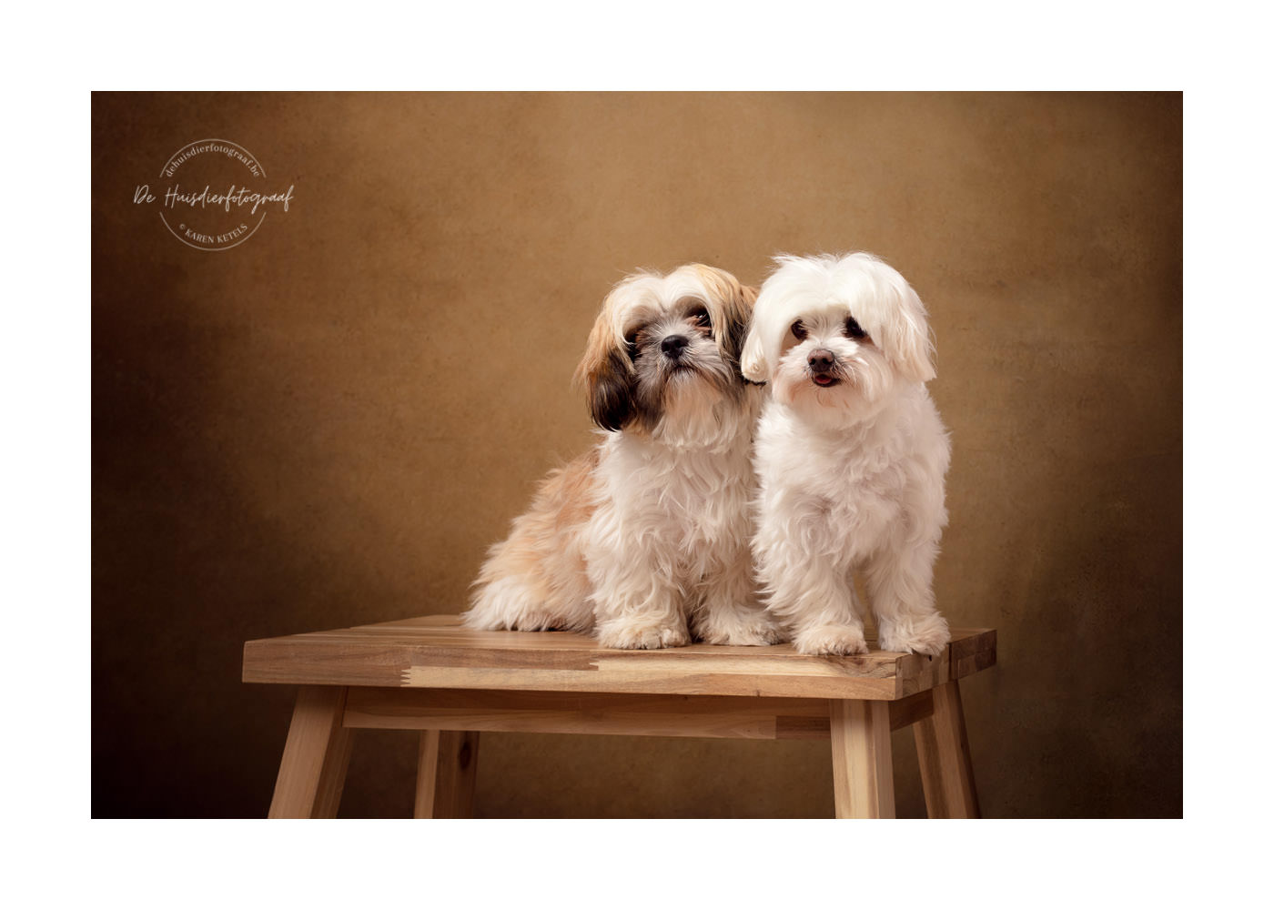 Duo Shih'tzu en Malteser in de fotostudio bij De Huisdierfotograaf