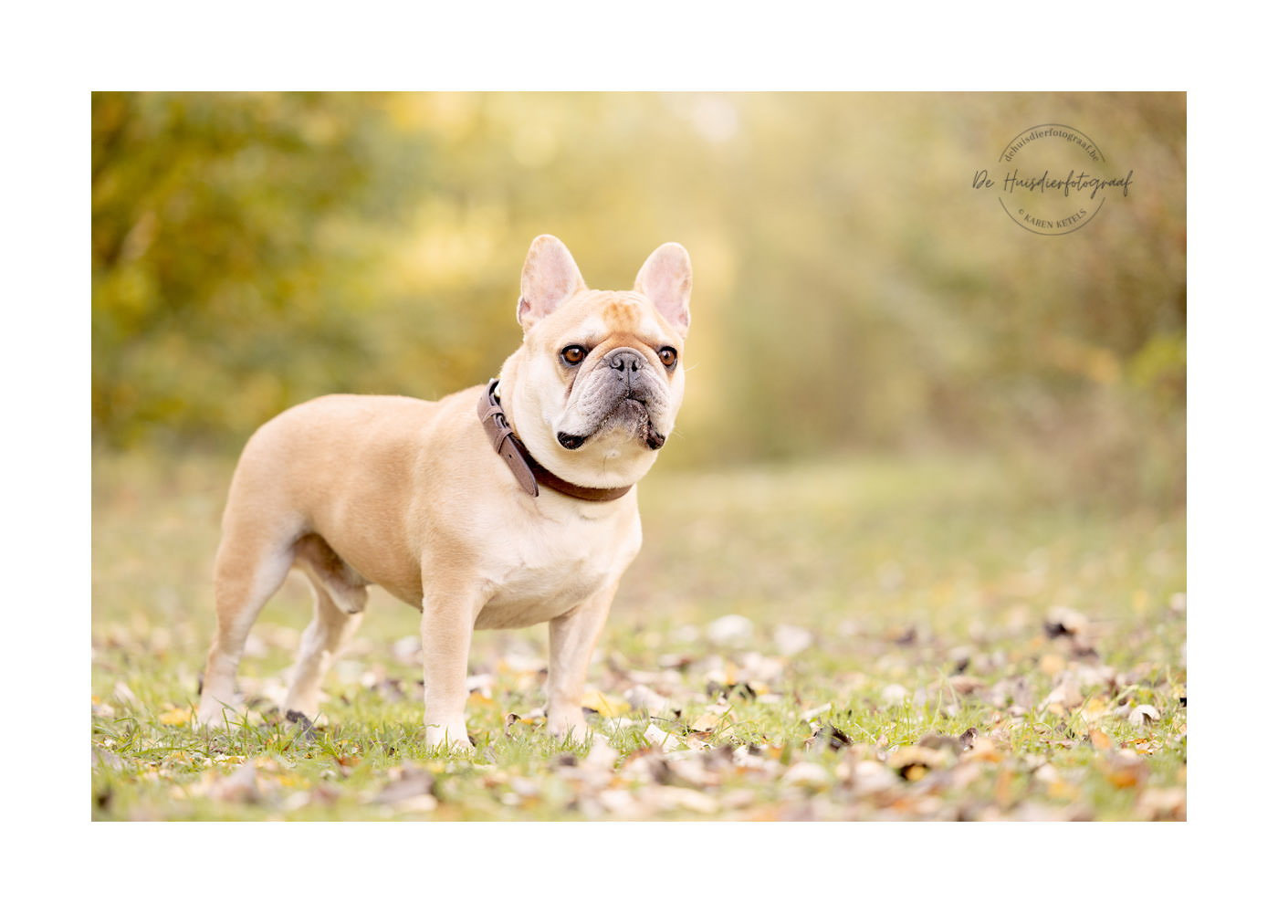 Portret van een Franse Bulldog