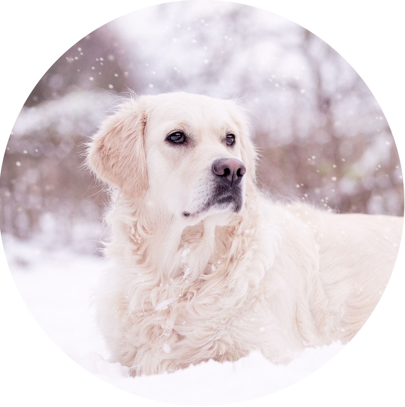 Golden retriever Hebe, in de sneeuw, portret door De Huisdierfotograaf