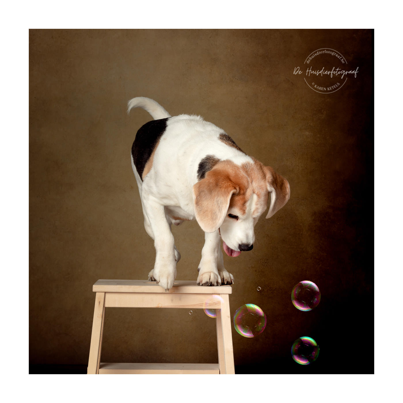 Jack-Russel, spelend met zeepbellen in de fotostudio bij De Huisdierfotograaf