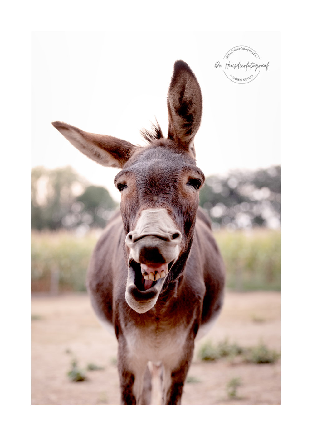 Portret van een lachende ezel door De Huisdierfotograaf