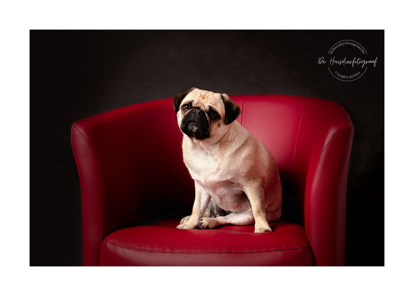 Mopshondje in een rode zetel tegen een zwarte achtergrond. Portret door De Huisdierfotograaf.