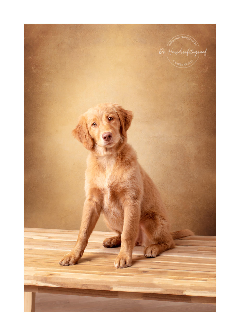 Puppy kruising golden retriever met een roller bij De Huisdierfotograaf