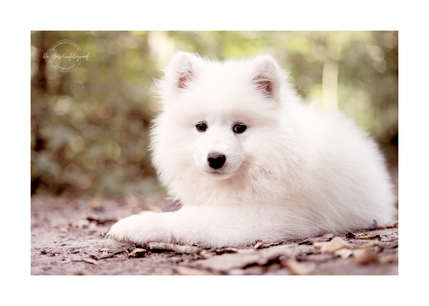 Samojeed-puppy in het bos. Portret door De Huisdierfotograaf
