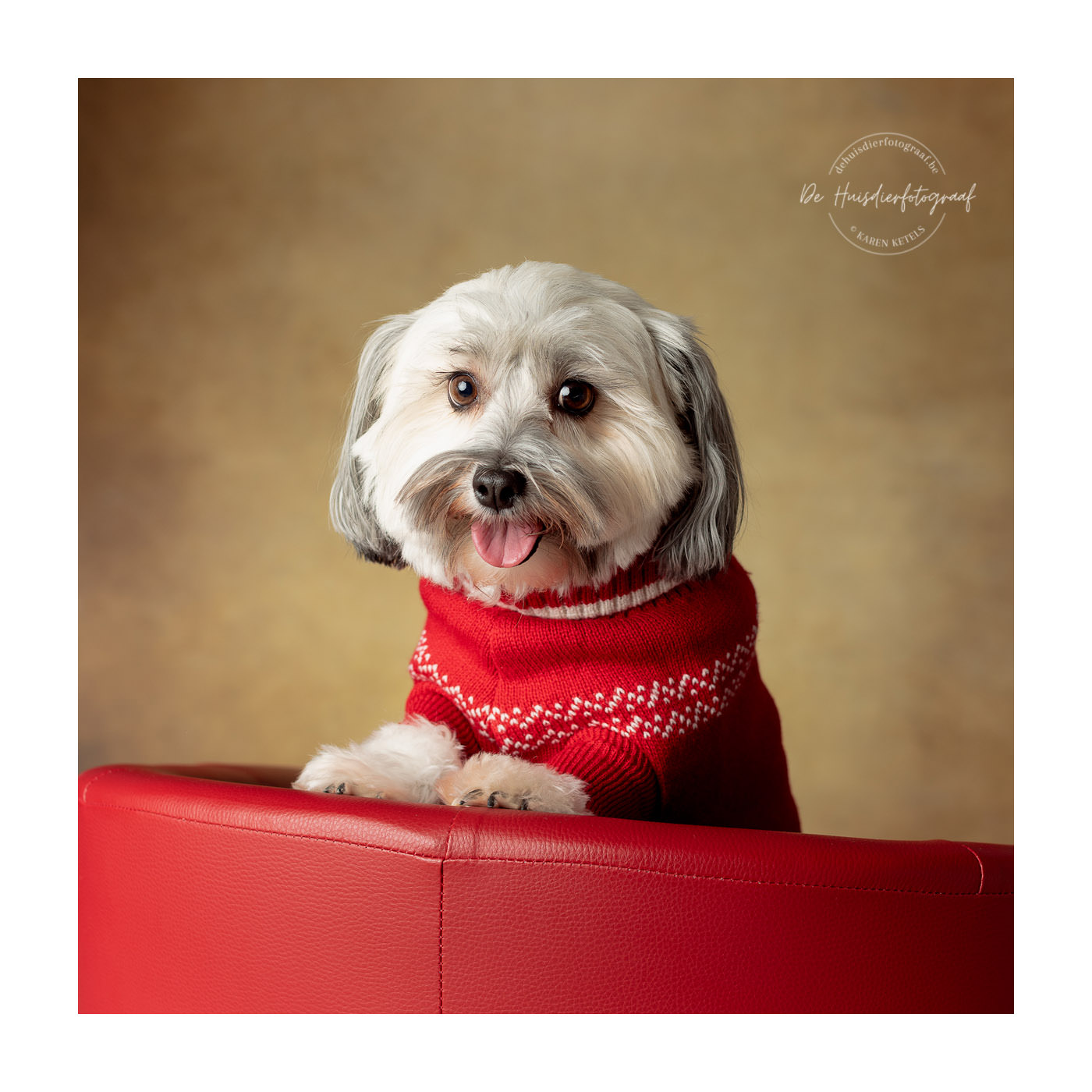 Portret van een Shihtzu in een kerstjasje in de fotostudio De Huisdierfotograaf
