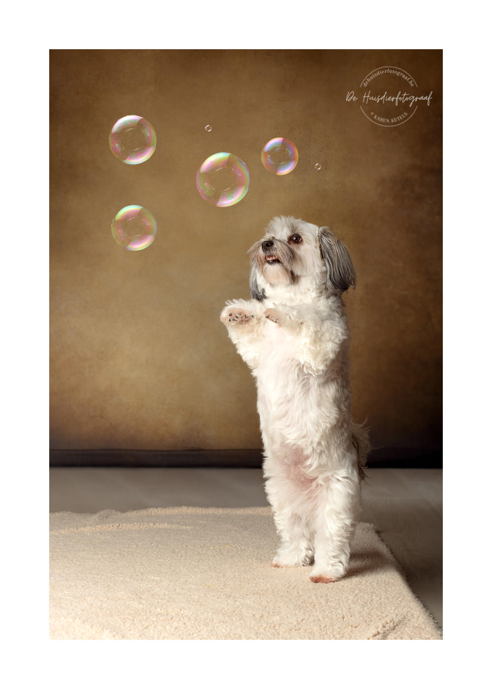 Shih'tzu op de achterste pootjes met zeepbellen in de fotostudio bij De Huisdierfotograaf