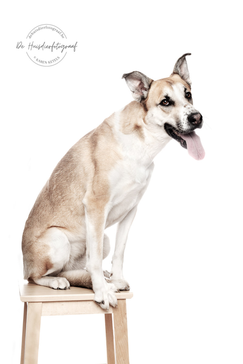 Studioportret van een hond op een stoeltje