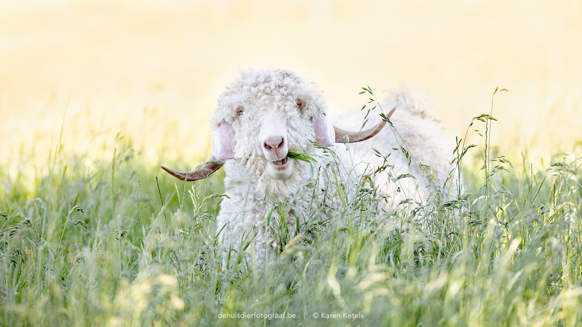 Portret van een vrolijke Angora-geitenbok in de wei, door De Huisdierfotograaf