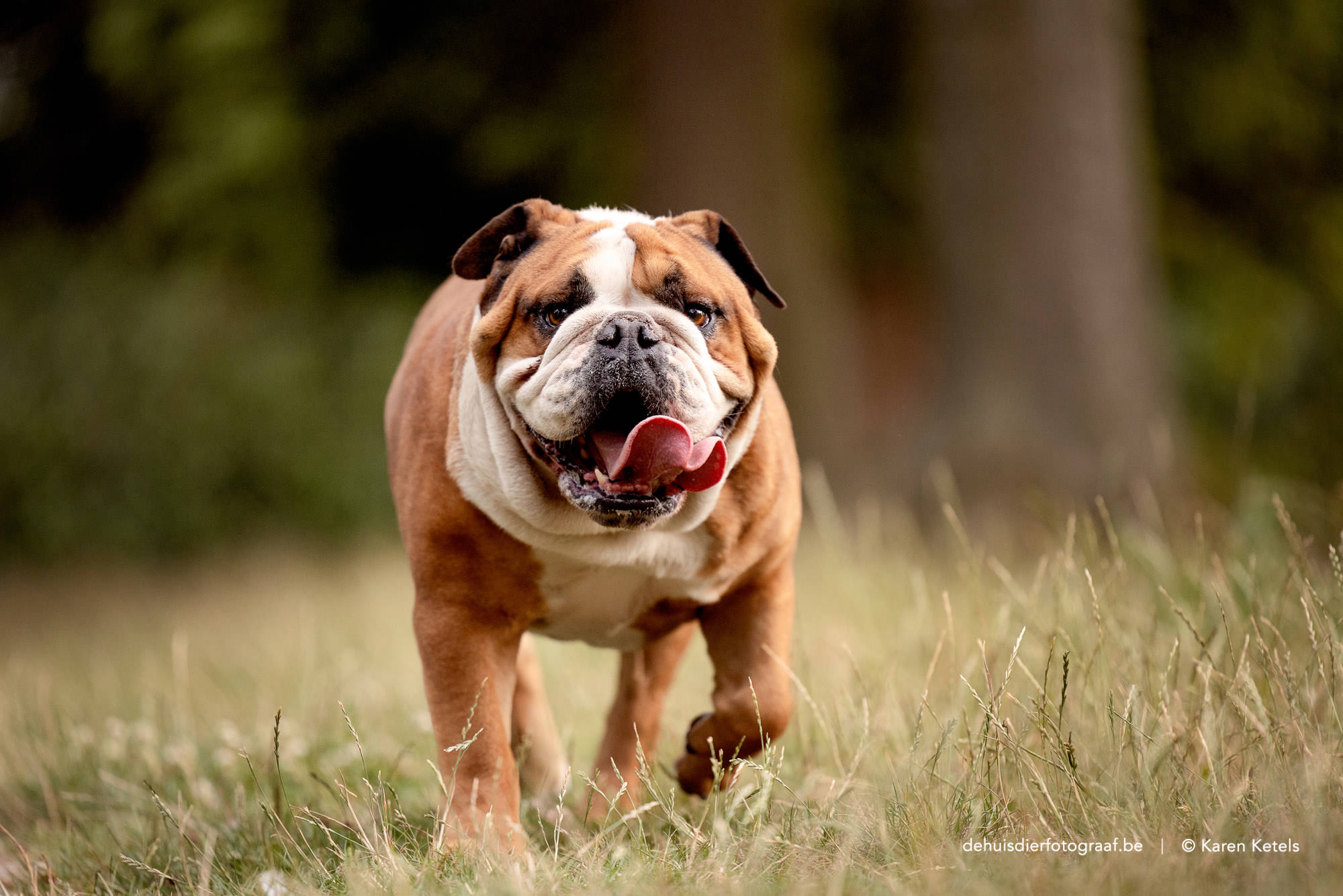 Portret van een vrolijke Engelse Bulldog door De Huisdierfotograaf