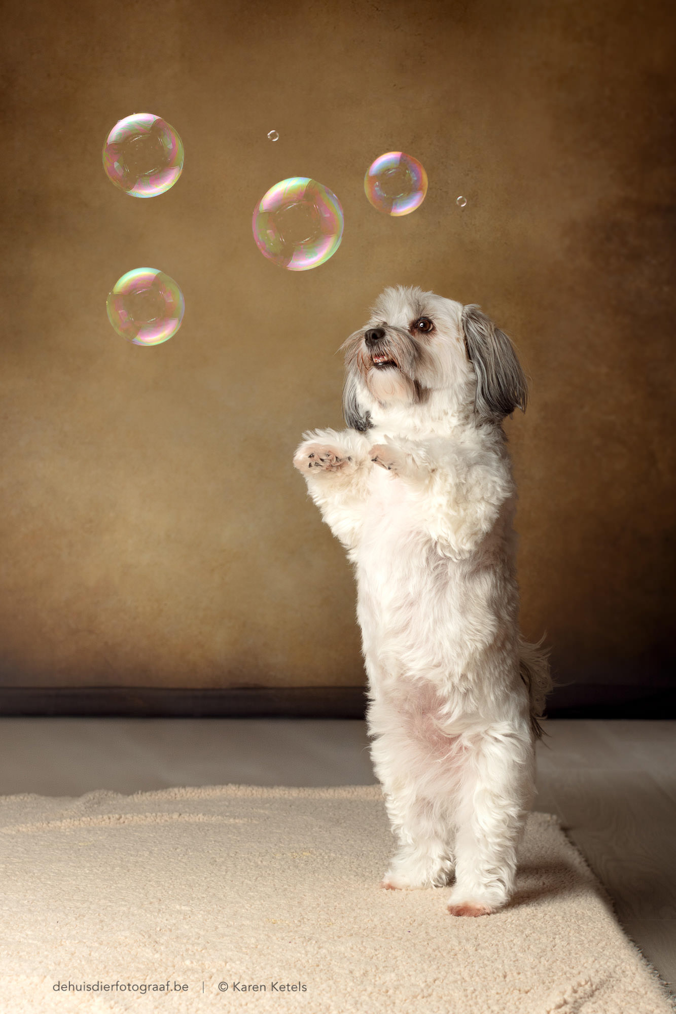 Portret van een Havanezer, staande op de achterste pootjes, om met zeepbellen te spelen in de fotostudio van De Huisdierfotograaf.