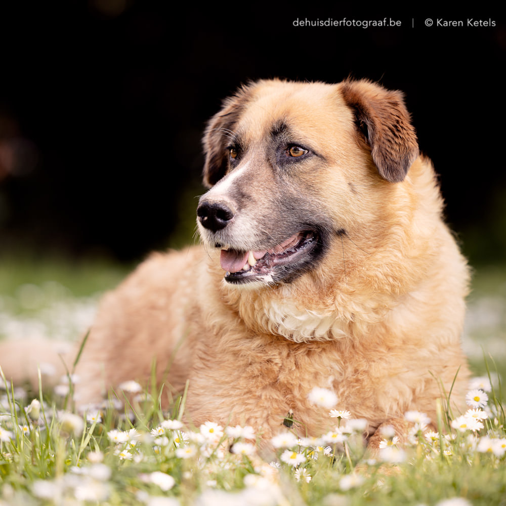Portretsessie communie met hond Ziva door De Huisdierfotograaf