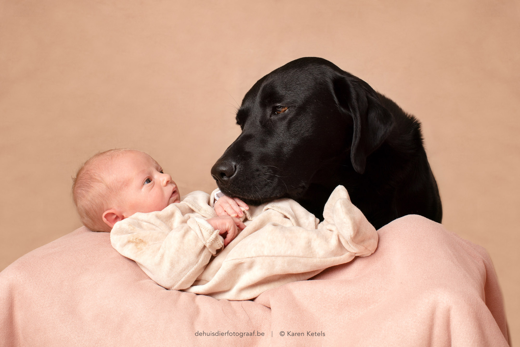 Portret van een 9-dagen oude baby met zijn zwarte labrador. In de fotostudio bij De Huisdierfotograaf