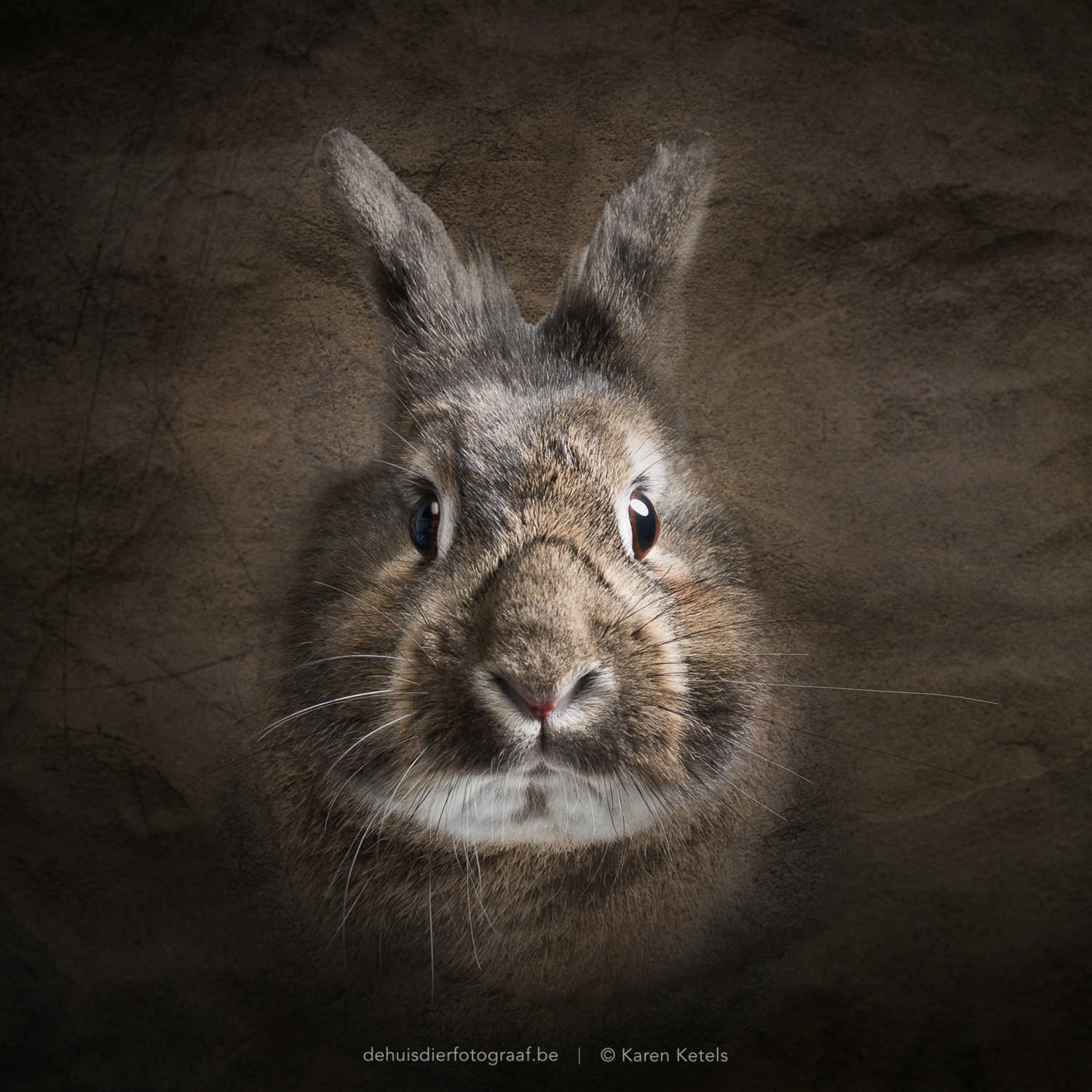 Fine-art-portret van een konijntje door De Huisdierfotograaf