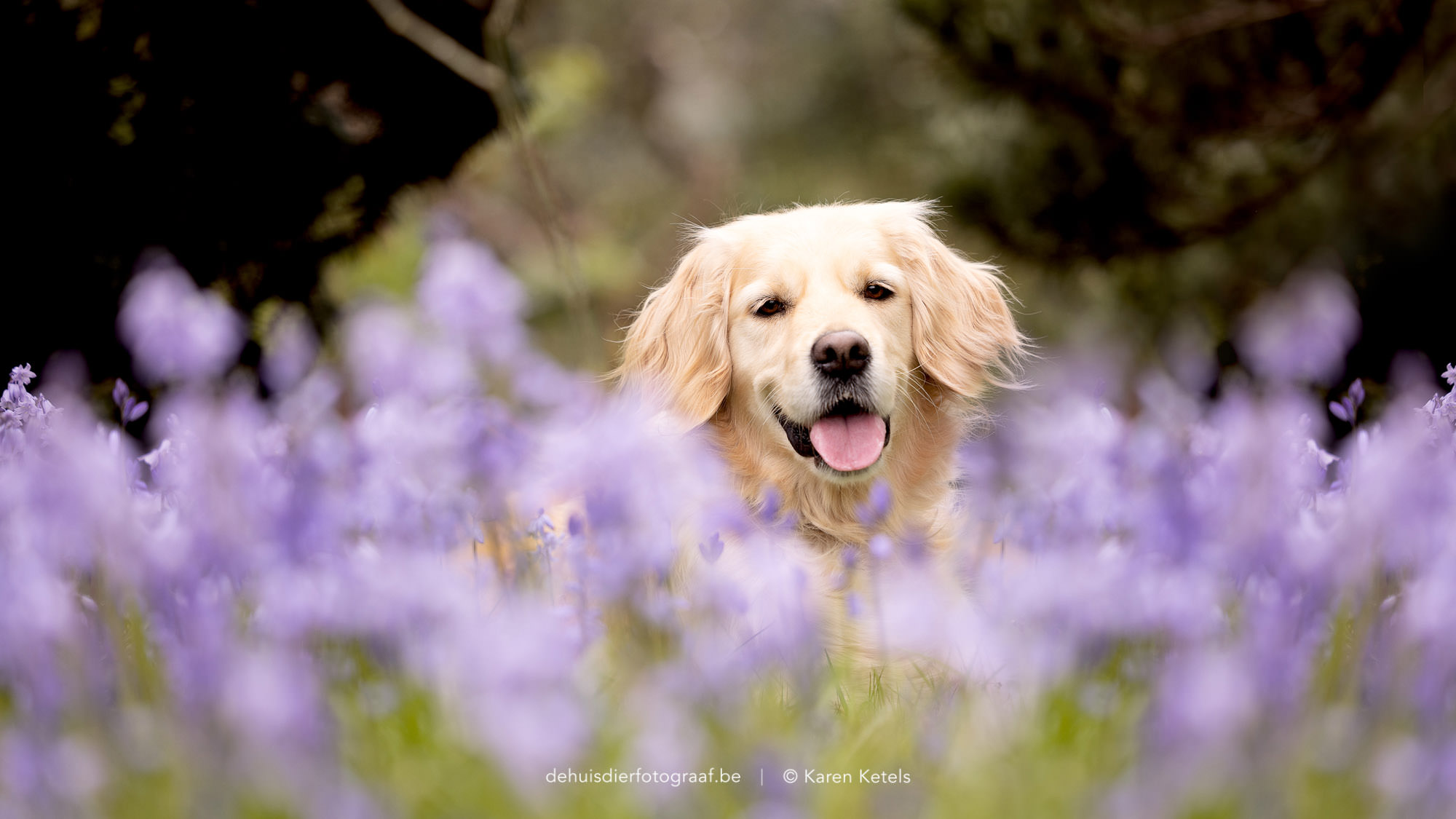 Portret van een vrolijke golden retriever tussen de blauwe bloementjes. Portret door De Huisdierfotograaf