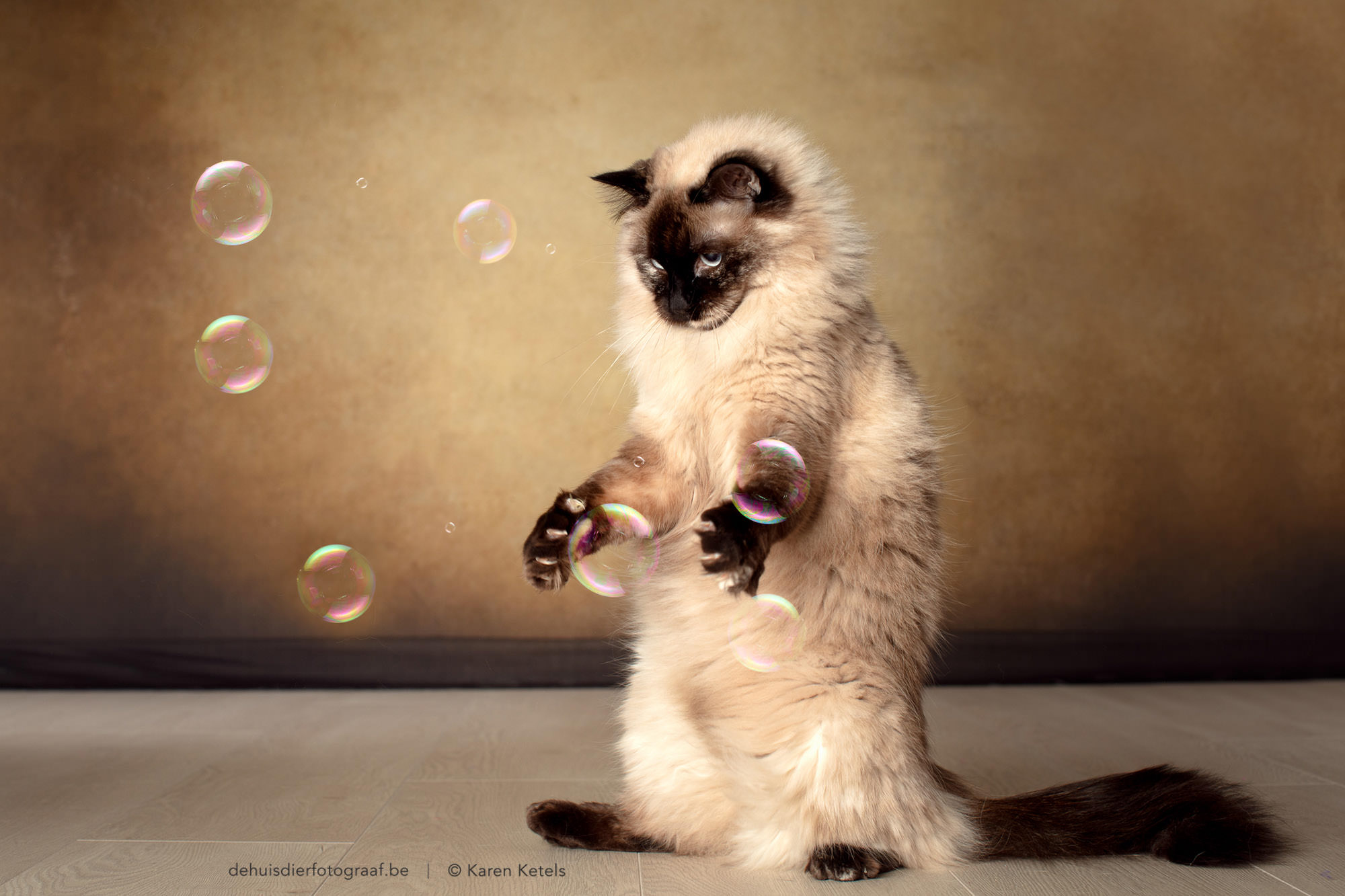 Portret van een kat spelend met zeepbellen in de fotostudio bij De Huisdierfotograaf