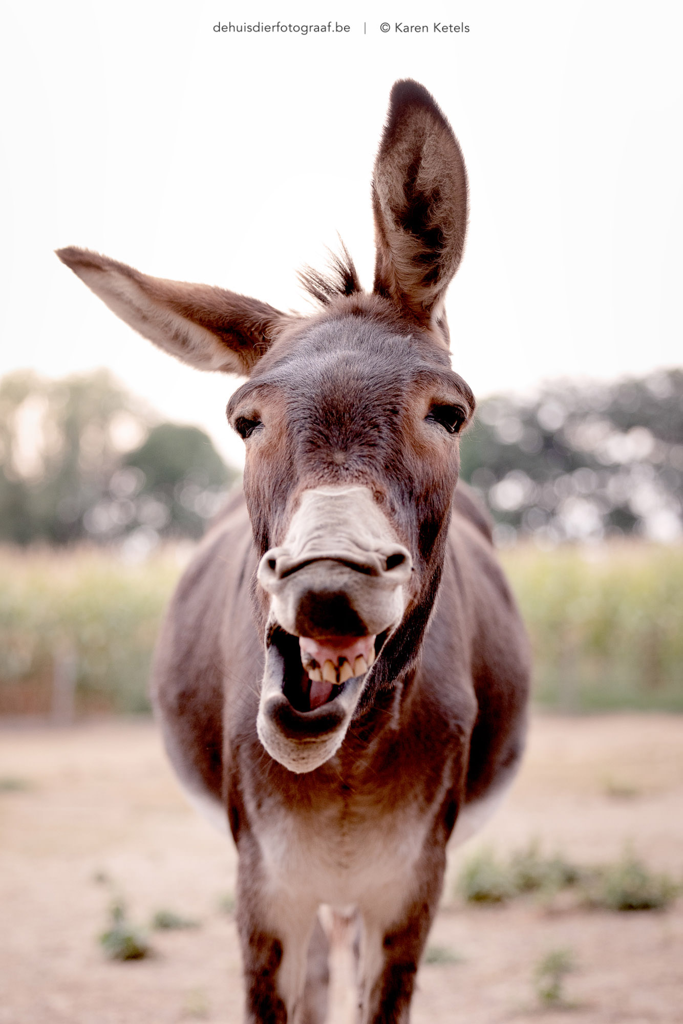 Portret van een lachende ezel door De Huisdierfotograaf