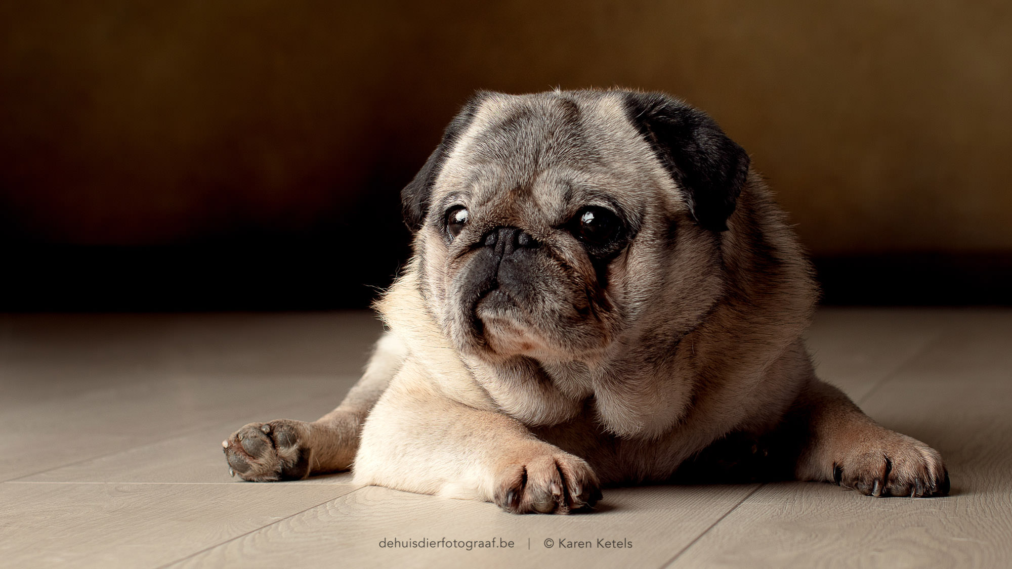 Portret van een mopshond in de fotostudio van De Huisdierfotograaf