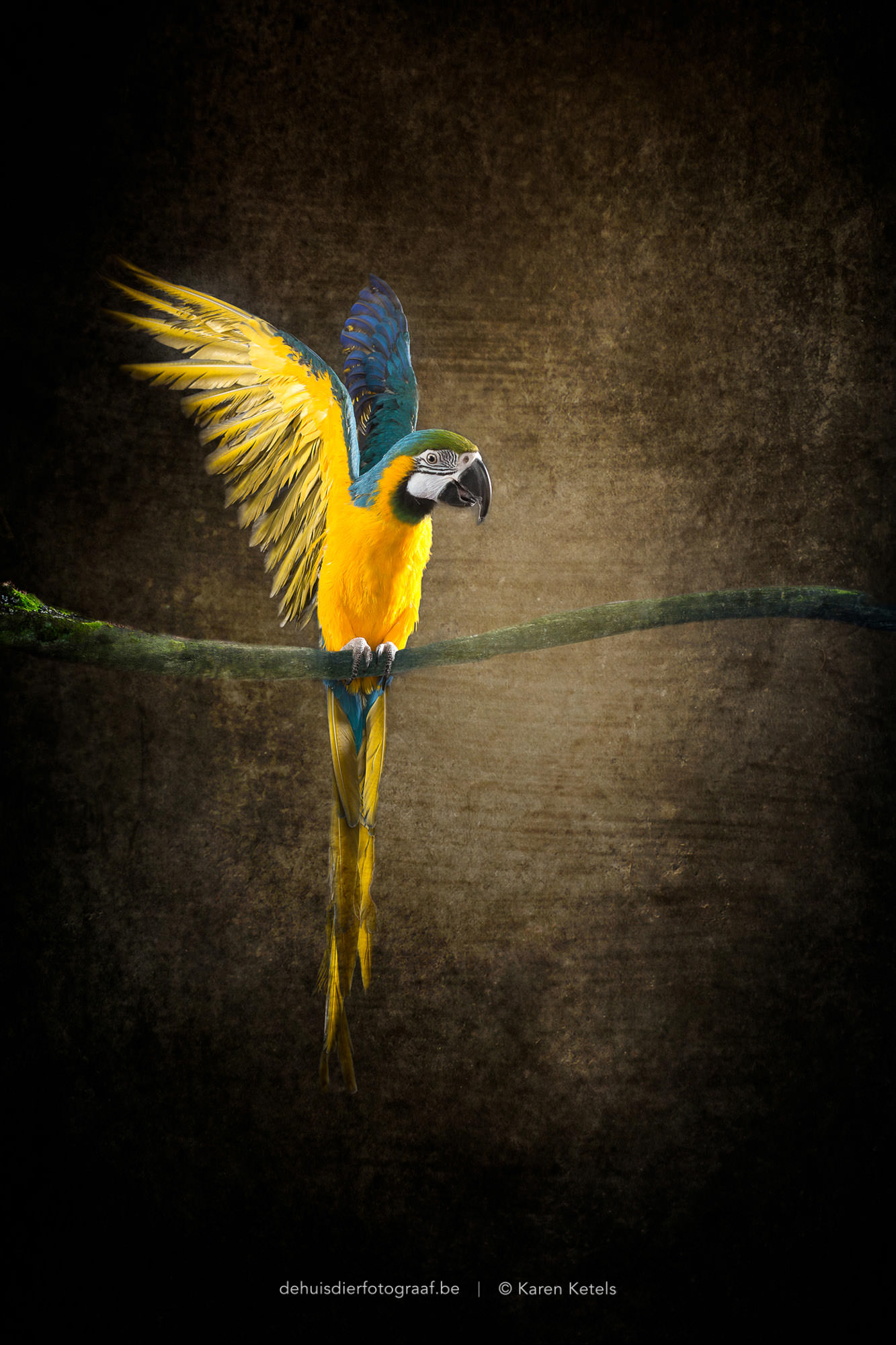 Portret van een papegaai in de fotostudio van De Huisdierfotograaf