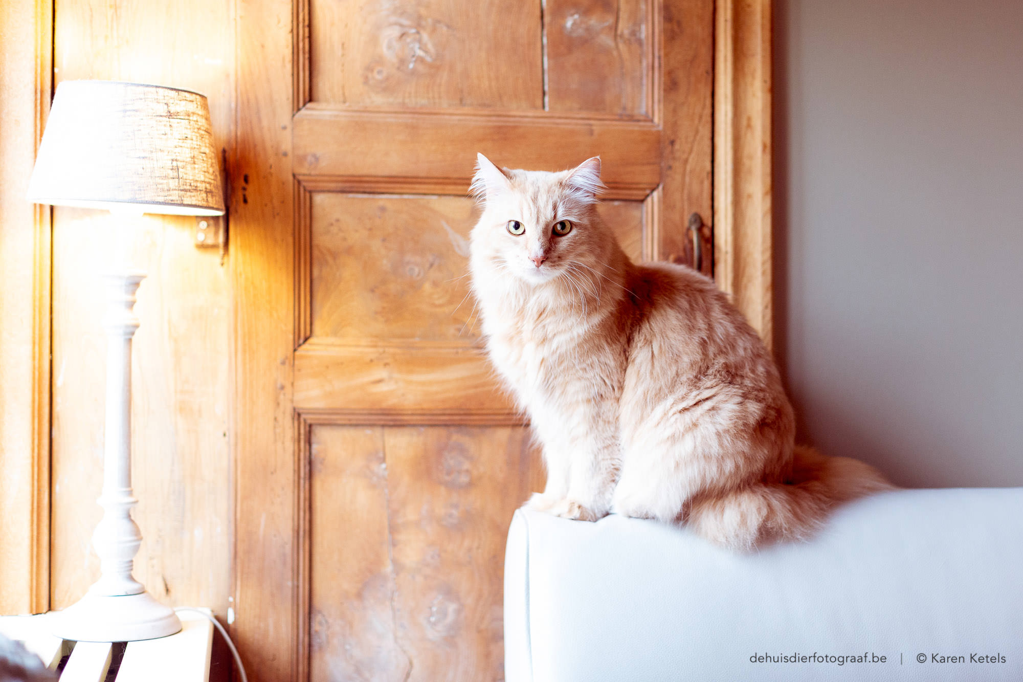 Portret van een kat aan huis door De Huisdierfotograaf