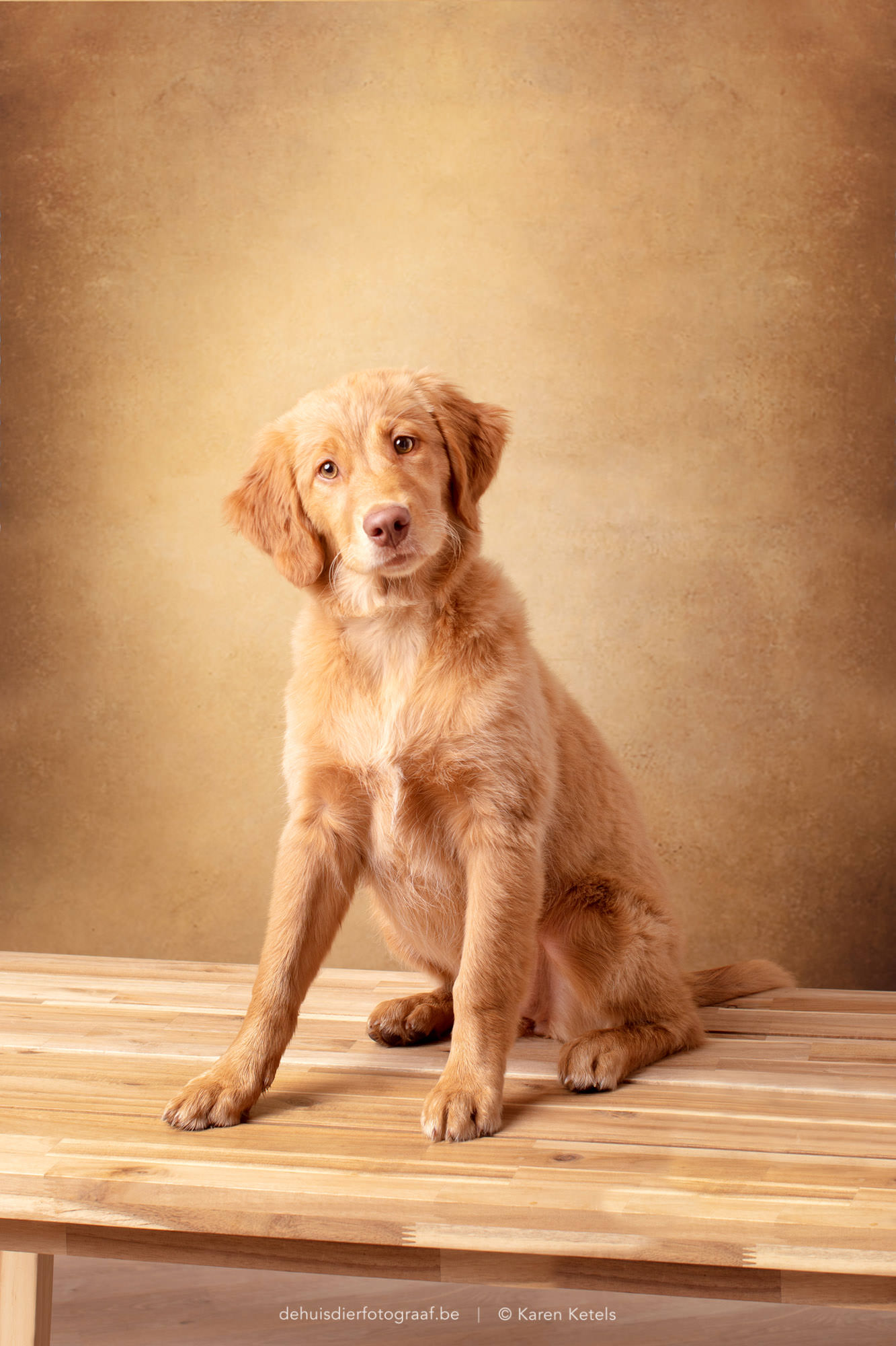 Studioportret van een puppy, kruising Toller met Golden Retriever. In de fotostudio bij De Huisdierfotograaf