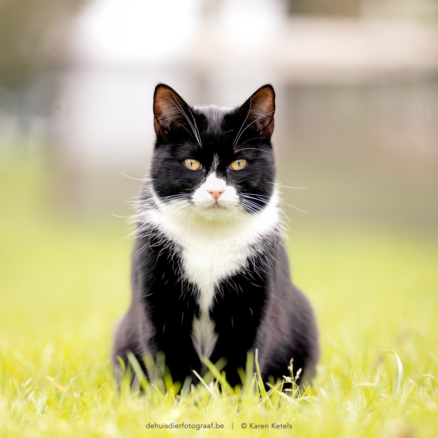 Portret van een poserende zwart-witte kat, door De Huisdierfotograaf