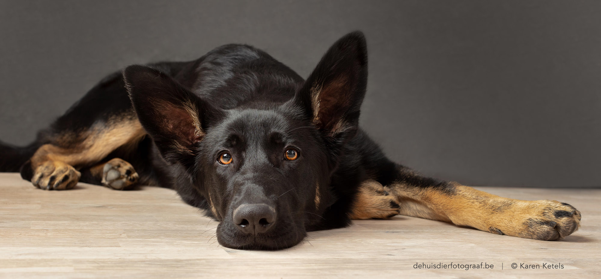 Een intiem portret van een jonge herdershond, op zijn gemak in rust op de grond in de fotostudio van De Huisdierfotograaf