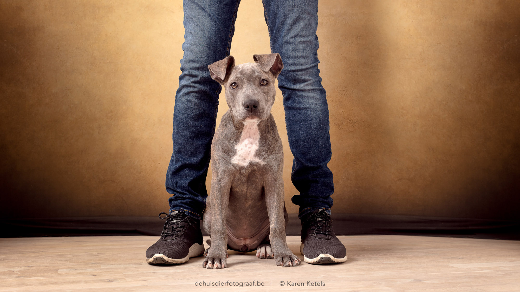 Portret van een stafford puppy met zijn baasje in de fotostudio van De Huisdierfotograaf